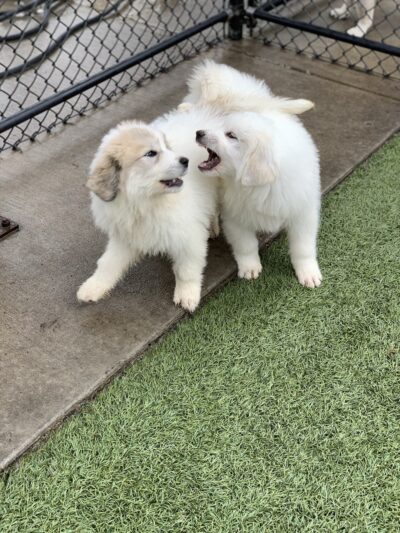 Mt. Pleasant Pet Resort - Mt Pleasant, TX