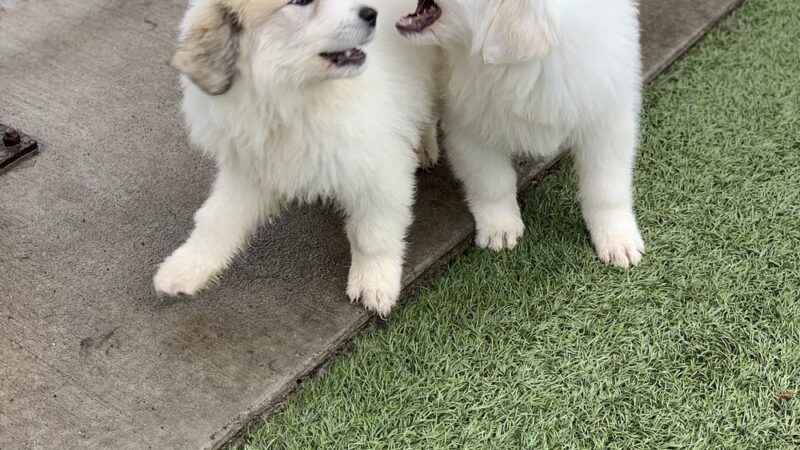 Mt. Pleasant Pet Resort - Mt Pleasant, TX