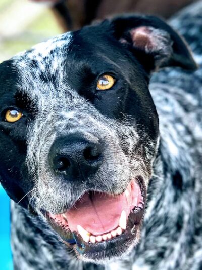 Mt. Pleasant Pet Resort - Mt Pleasant, TX