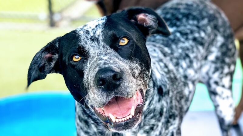 Mt. Pleasant Pet Resort - Mt Pleasant, TX