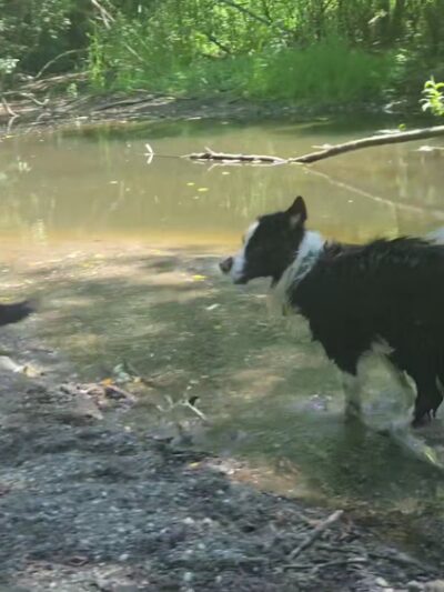 Tails and Trails Dog Park - Mukilteo, WA