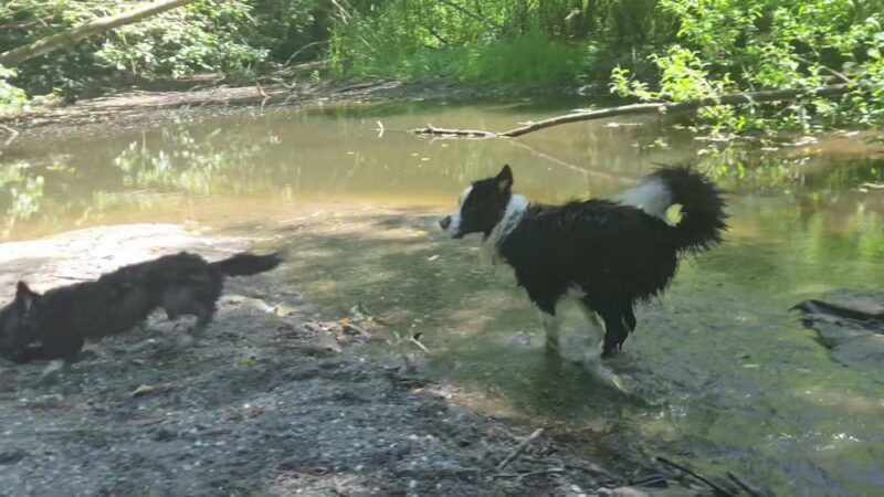 Tails and Trails Dog Park - Mukilteo, WA