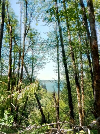 Tails and Trails Dog Park - Mukilteo, WA