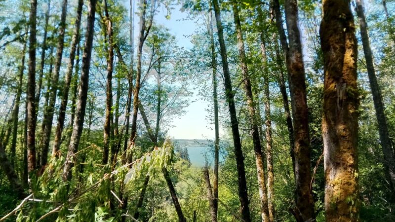 Tails and Trails Dog Park - Mukilteo, WA