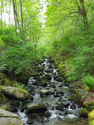 Tails and Trails Dog Park - Mukilteo, WA