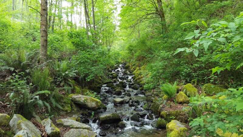 Tails and Trails Dog Park - Mukilteo, WA