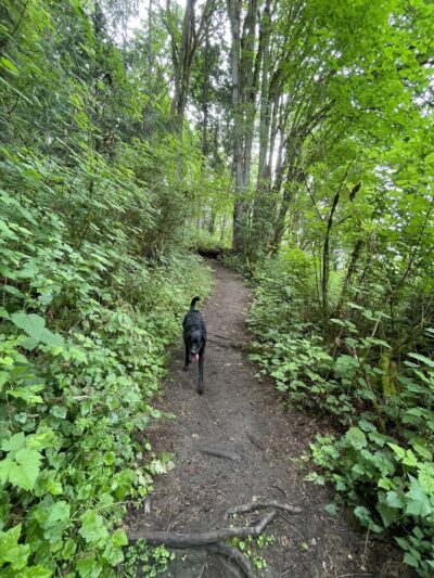 Tails and Trails Dog Park - Mukilteo, WA