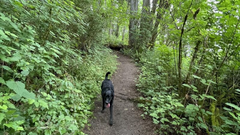 Tails and Trails Dog Park - Mukilteo, WA