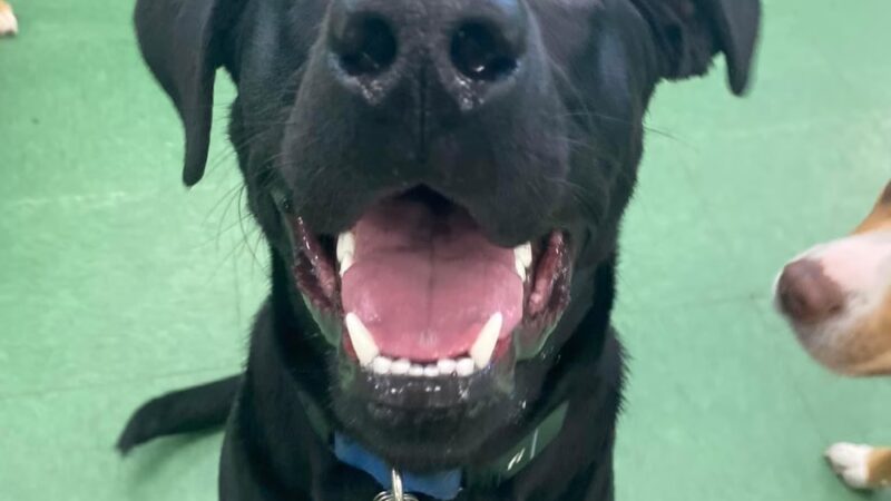 Chewie's Playland South - Nashua, NH