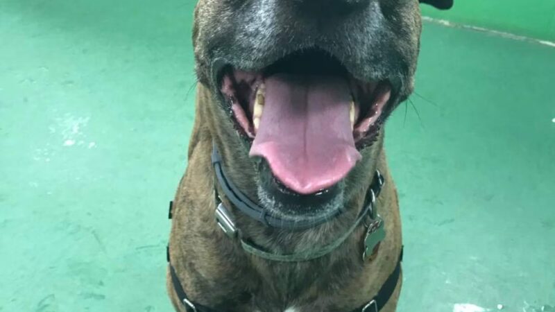 Chewie's Playland South - Nashua, NH