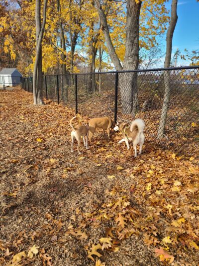 FIDO Dog Park - Natick, MA
