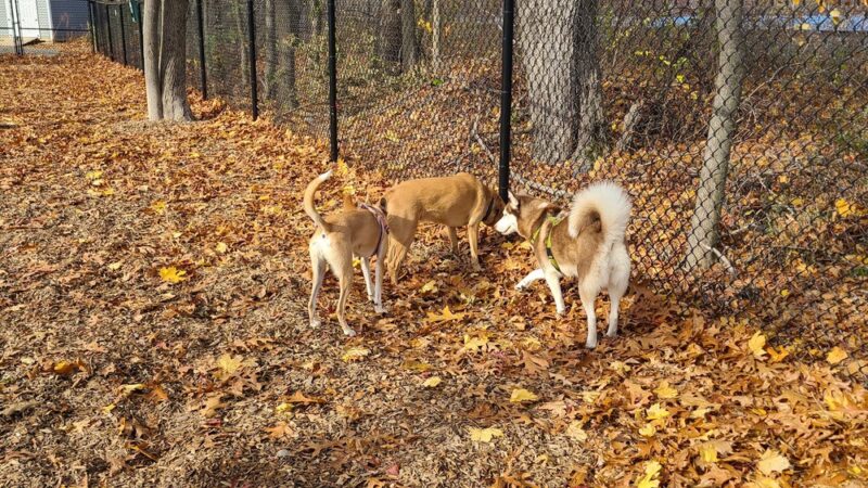 FIDO Dog Park - Natick, MA