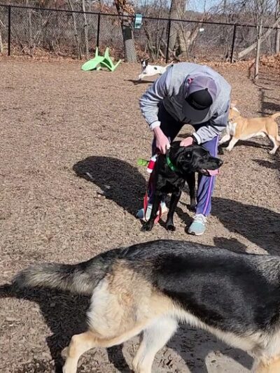 FIDO Dog Park - Natick, MA