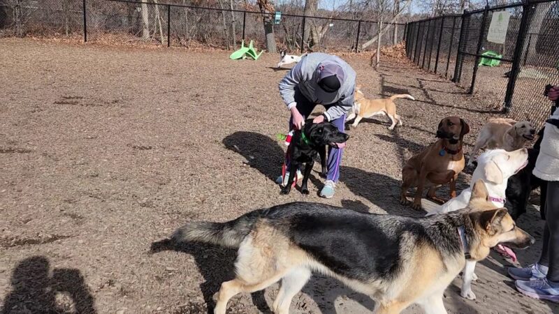 FIDO Dog Park - Natick, MA