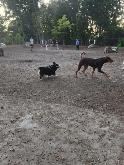 FIDO Dog Park - Natick, MA