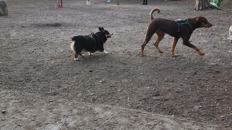 FIDO Dog Park - Natick, MA