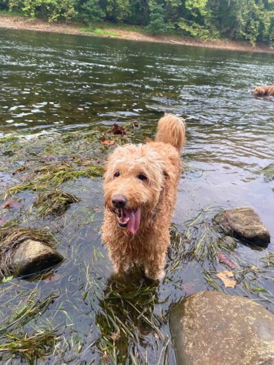 Balcony Falls Trailhead - Natural Bridge Station, VA