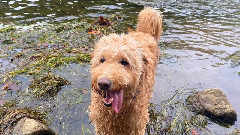 Balcony Falls Trailhead - Natural Bridge Station, VA