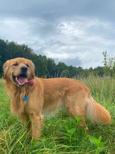 Balcony Falls Trailhead - Natural Bridge Station, VA