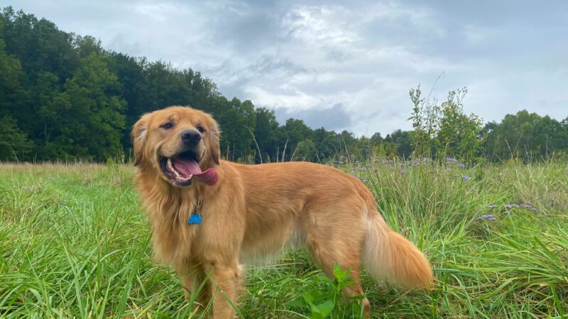 Balcony Falls Trailhead - Natural Bridge Station, VA