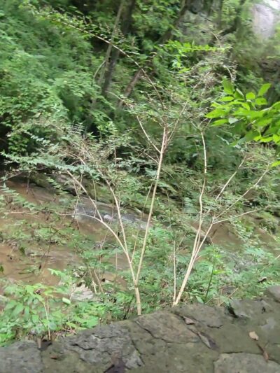 Monacan Walking Trail - Natural Bridge, VA