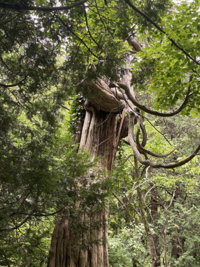 Natural Bridge State Park - Natural Bridge, VA