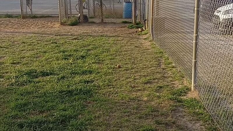 Navarre Central Bark - Navarre, FL