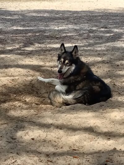Navarre Central Bark - Navarre, FL