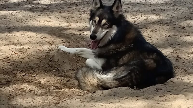 Navarre Central Bark - Navarre, FL