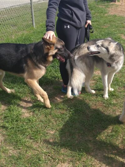 Navarre Central Bark - Navarre, FL