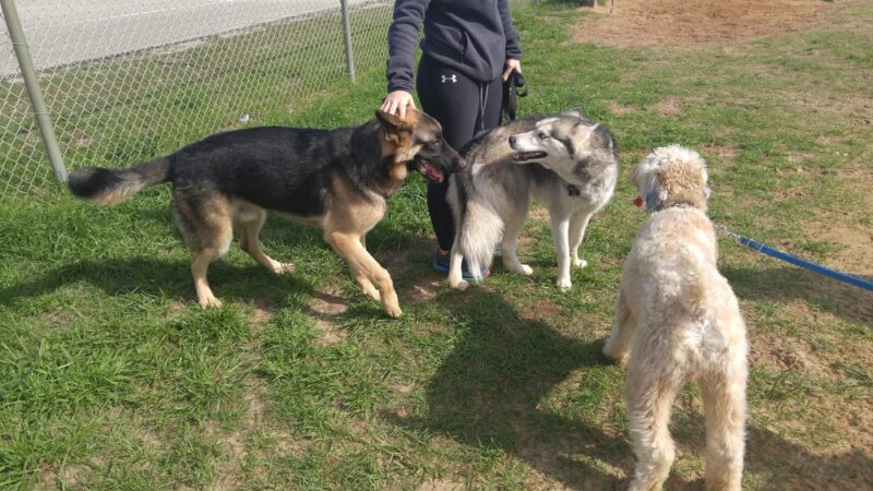 Navarre Central Bark - Navarre, FL