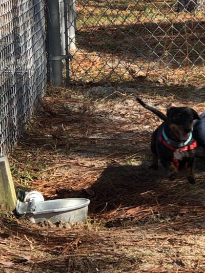 Navarre Small Dog Park - Navarre, FL