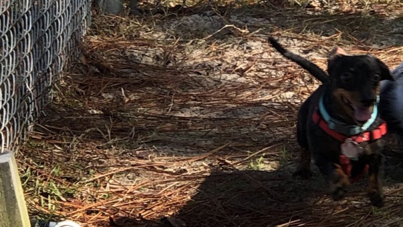 Navarre Small Dog Park - Navarre, FL