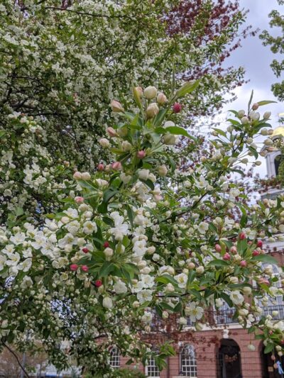 Townhall Park - Needham, MA