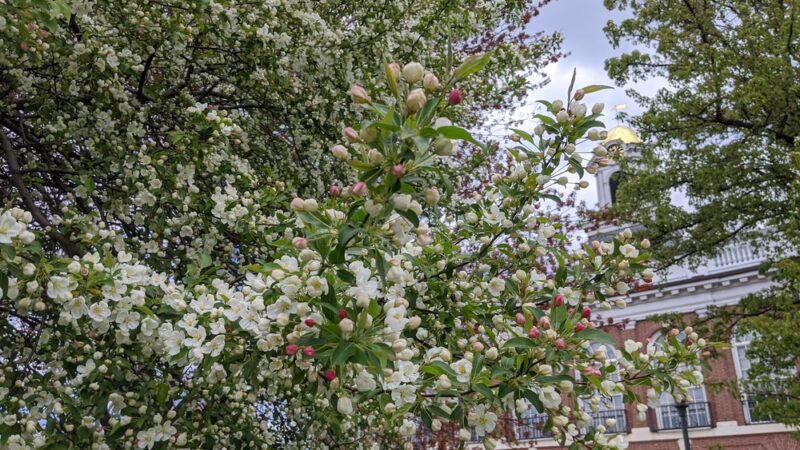 Townhall Park - Needham, MA