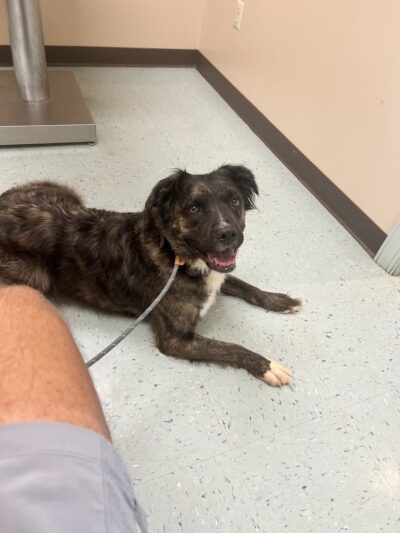 Sadie's Rules K9 Training - Nellysford, VA