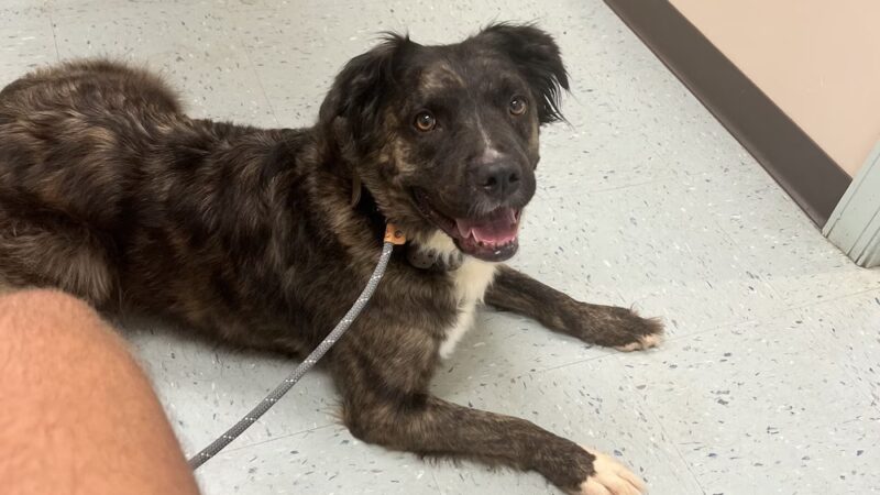 Sadie's Rules K9 Training - Nellysford, VA