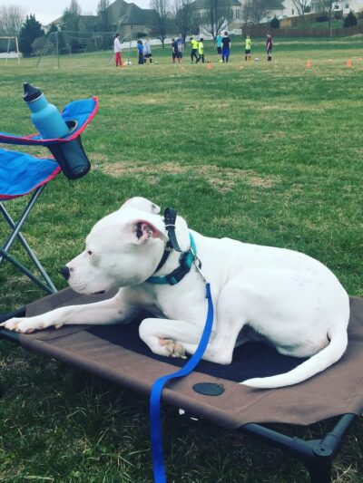 Sadie's Rules K9 Training - Nellysford, VA