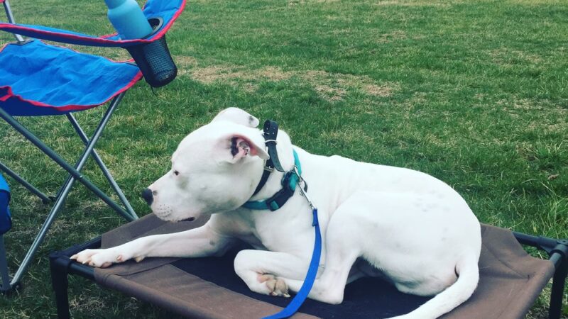 Sadie's Rules K9 Training - Nellysford, VA