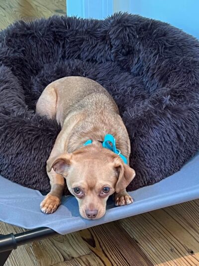 Sadie's Rules K9 Training - Nellysford, VA