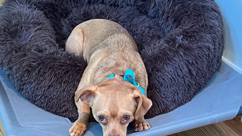 Sadie's Rules K9 Training - Nellysford, VA