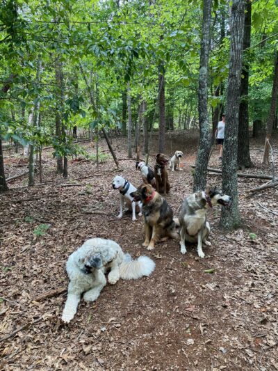 Sadie's Rules K9 Training - Nellysford, VA