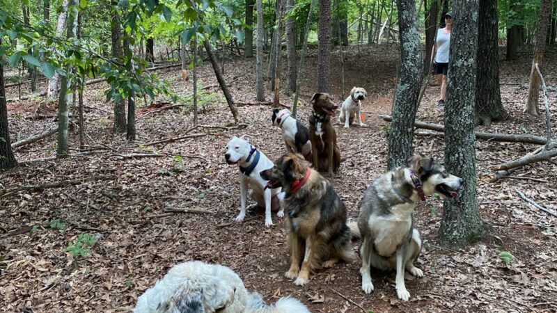 Sadie's Rules K9 Training - Nellysford, VA