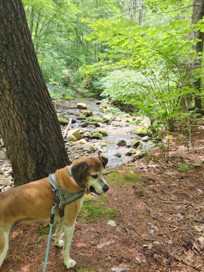 Stoney Creek Park - Nellysford, VA