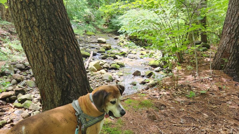 Stoney Creek Park - Nellysford, VA