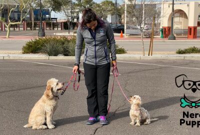 Nerd Puppy Animal Training - ,