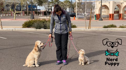 Nerd Puppy Animal Training - ,
