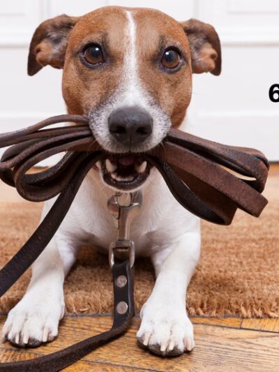 Nerd Puppy Animal Training - ,