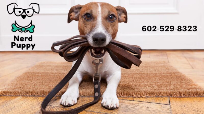 Nerd Puppy Animal Training - ,