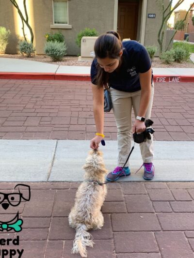 Nerd Puppy Animal Training - ,